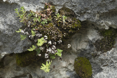 Aleuritopteris argentea