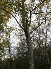 Populus