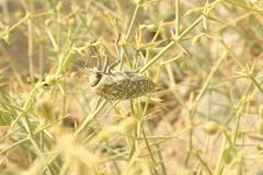 Julodis euphratica