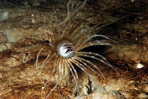 Representative image of Arachnanthus