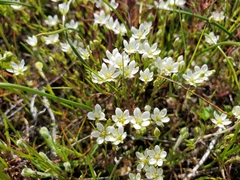 Sabulina californica