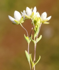 Sabulina californica