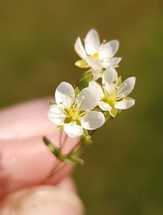 Sabulina californica