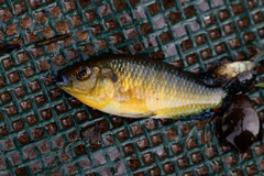 Pseudocrenilabrus multicolor victoriae