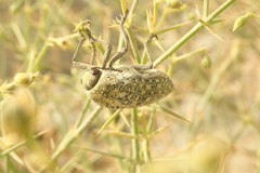 Julodis euphratica