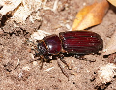 Pharochilus rugiceps