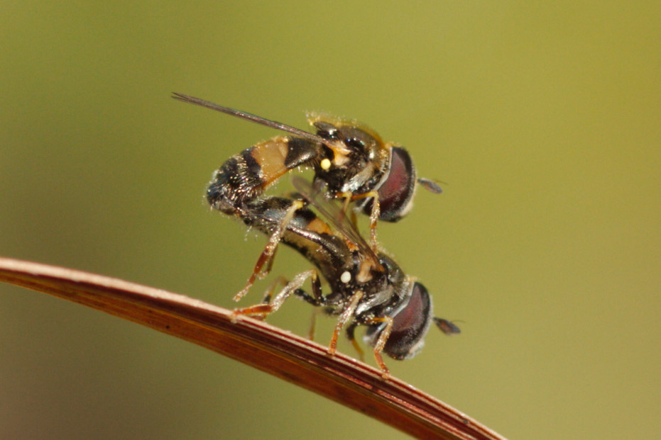Paragus borbonicus