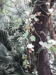 Bauhinia variegata candida