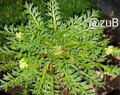 Lepidium didymum