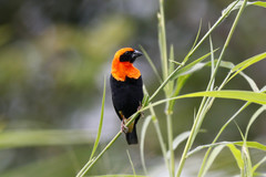 Euplectes hordeaceus