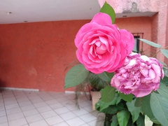 Rosa