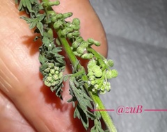 Lepidium didymum