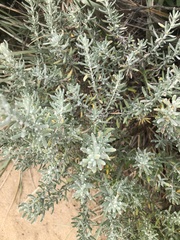 Olearia axillaris