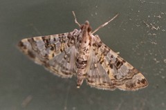 Dysallacta negatalis