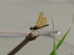 Perithemis domitia