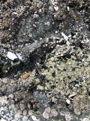 Emplectonema gracile