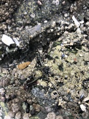 Emplectonema gracile