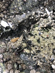 Emplectonema gracile
