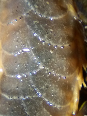 Paralepidonotus ampulliferus