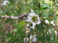 Diphucrania pauperula