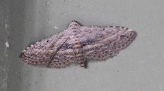 Araeopteron canescens