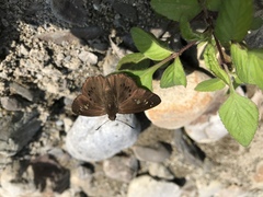 Seseria formosana