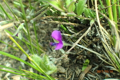 Polygala rehmannii