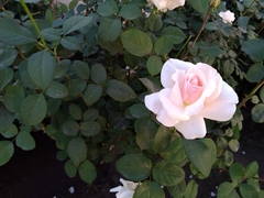 Rosa