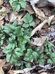 Hydrophyllum virginianum atranthum