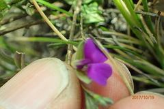 Polygala rehmannii