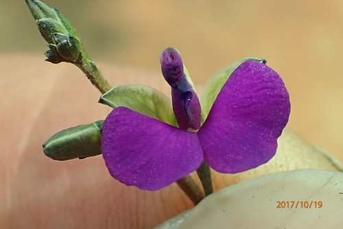 Image of Polygala rehmannii by no rights reserved