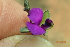 Polygala rehmannii