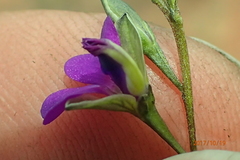 Polygala rehmannii