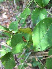 Crocanthes pyrochorda