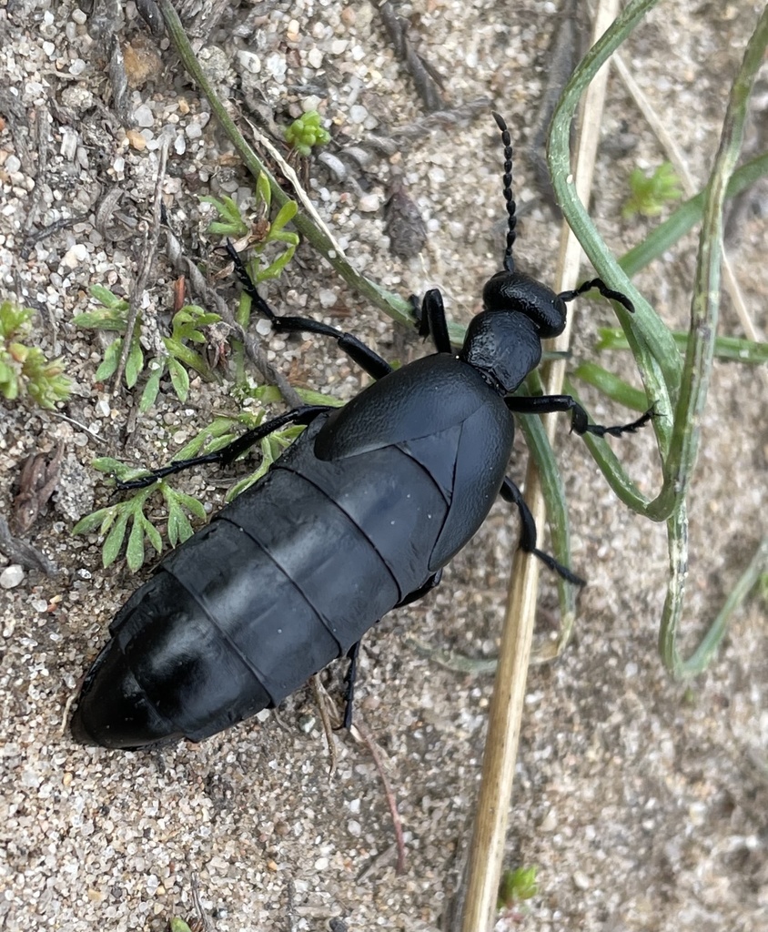 Short-winged Blister Beetle