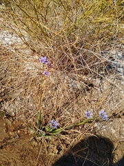 Sisyrinchium funereum