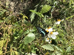 Graphium doson postianus