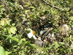 Graphium doson postianus