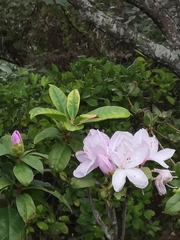 Choniastrum