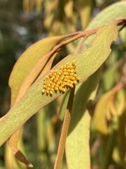 Delias harpalyce