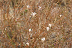 Prismatocarpus schlechteri