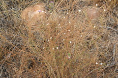 Prismatocarpus schlechteri