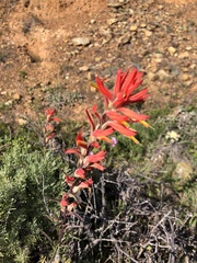 Castilleja subinclusa