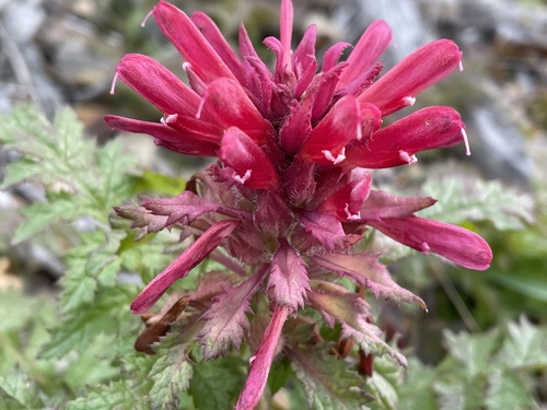 Indian warrior (Pedicularis densiflora)