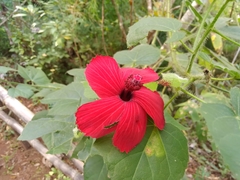 Hibiscus uncinellus