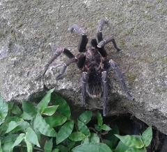 Aphonopelma seemanni