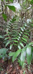 Cyathea williamsii