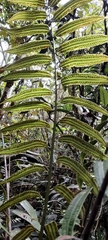 Cyathea williamsii