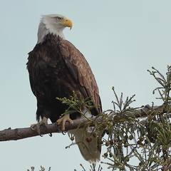 Haliaeetus leucocephalus