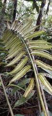 Cyathea williamsii